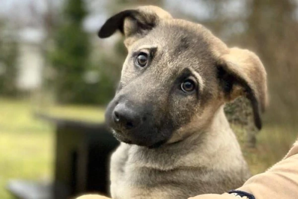 Kāpēc suņi paceļ kāju, kad izpilda vajadzību — jūs to nenojautīsiet!