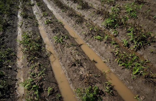 Nelabvēlīgie laika apstākļi lauksaimniekiem šogad provizoriski radījuši zaudējumus 111 miljonu eiro apmērā