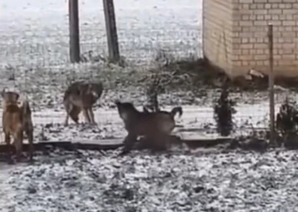 «Šo suņu dienas ir skaitītas»: dziļumā vilki pastaigājas pie mājām un neko nebaidās