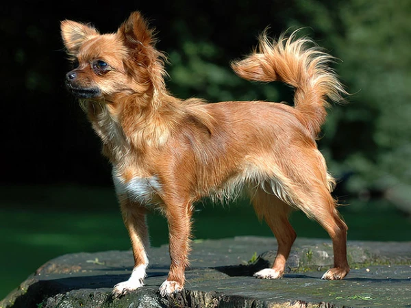 И этот милый питомец может весьма больно тяпнуть.