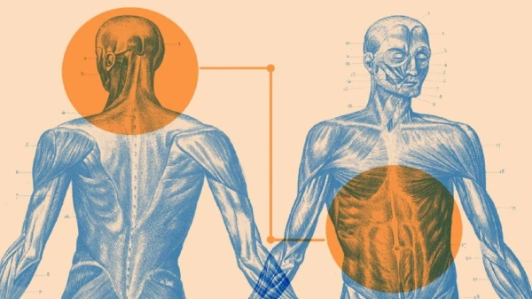 Zinātnieki atrada saikni starp vidukļa apkārtmēru un smadzeņu izmēru