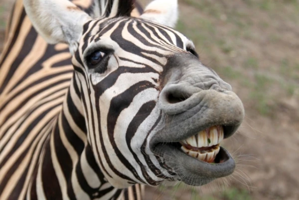 Kāpēc mēs neizjādam zebrās?