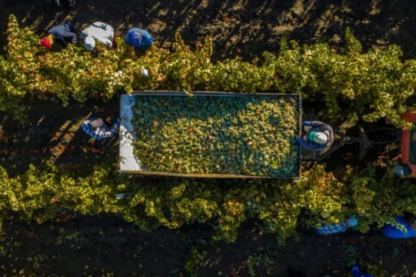 Senie vīndari izmantoja negaidītu sastāvdaļu vietā svaigām ogām