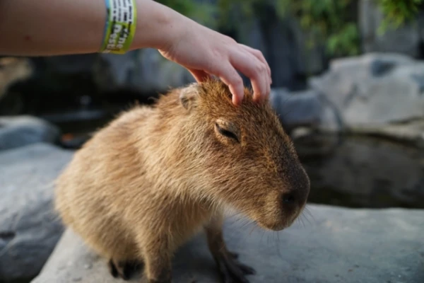 Kāpēc krokodili praktiski neēd kapibārus