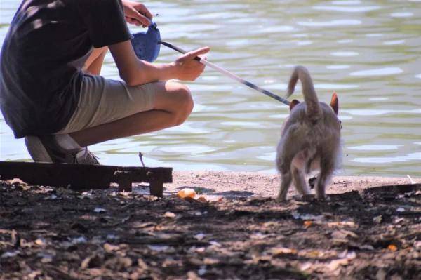 Kāpēc suņi mīl ūdeni, bet kaķi – nē?