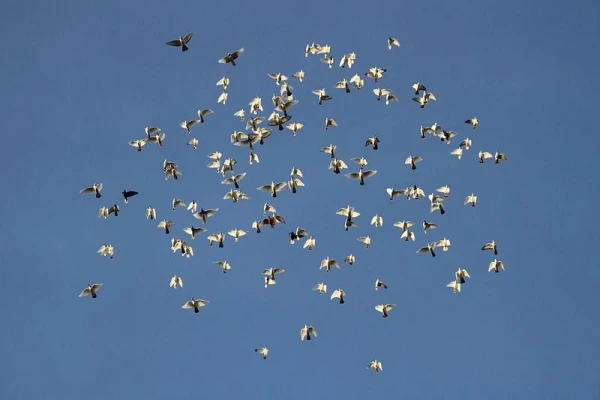 Vai putni guļ un redz sapņus?