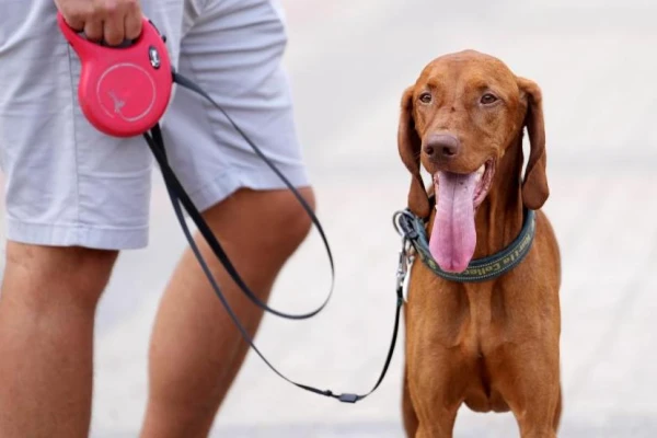 Pieci testi nākamajam suņu īpašniekam: kā atrast uzticamu draugu