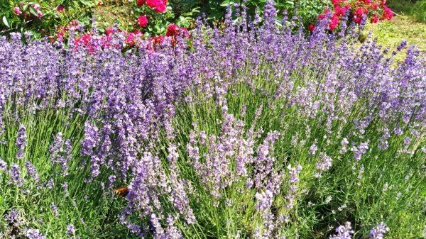 Kā garšaugi ietekmē cilvēka fizisko un emocionālo stāvokli