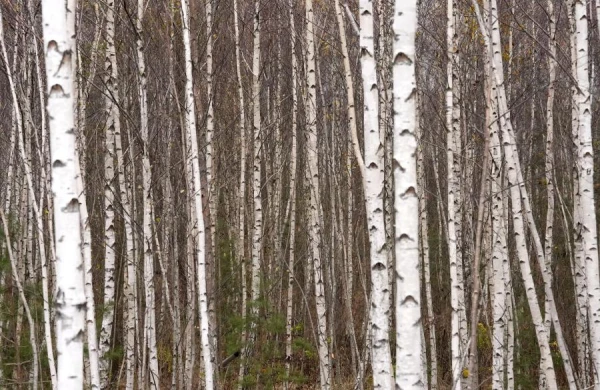 Ceturtdien būs mākoņains, vietām nedaudz līs vai sniegs