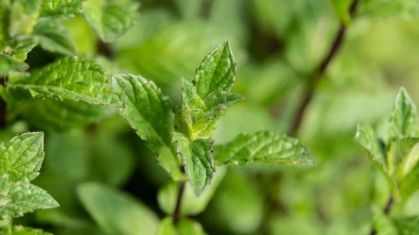 Kāpēc piparmētra rada aukstuma sajūtu mutē?