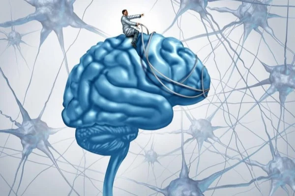 Cilvēki un pērtiķi piedzimst ar līdzīgu smadzeņu struktūru - pētījums