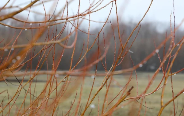 Decembris būs viens no siltākajiem novērojumu vēsturē