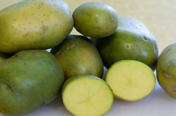 Kāpēc kartupeļi uzglabāšanas laikā kļūst zaļi?