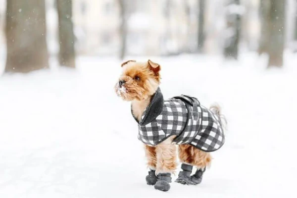 Vai sāls, ko izmanto ceļu posmu apkaisīšanai, var kaitēt sunim?