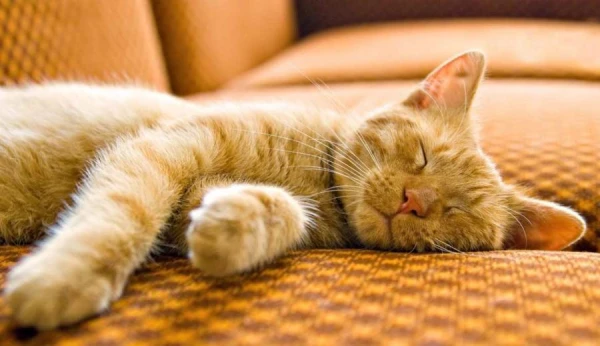 «Viņš aizlidoja, bet solīja atgriezties». Cik ilgi kaķis atceras savu saimnieku?