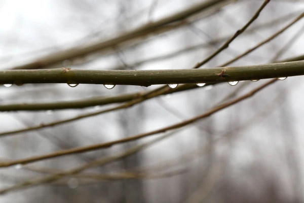 Sākot no rietumiem, trešdien visā valstī līs
