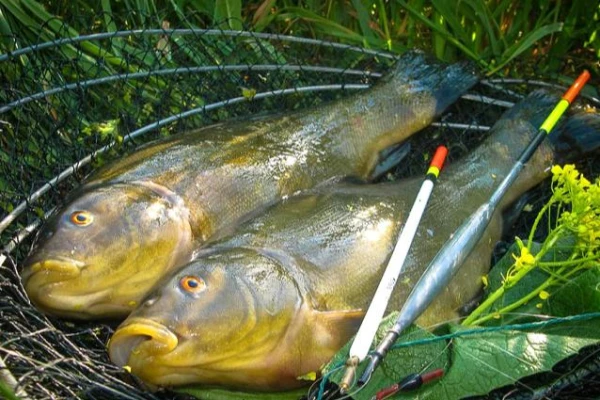 Un vienu mazu siļķi - noķēri zivi - ziņo valstij