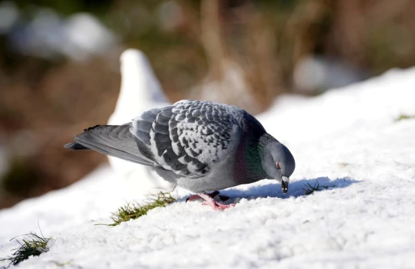 Kāpēc baloži pārvietojas, bet zvirbuļi lec?