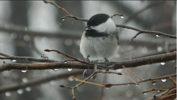 Decembra sākums bija par 3,6 grādiem siltāks nekā norma