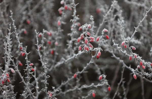 Nakts uz sestdienu bija aukstākā šomēnes