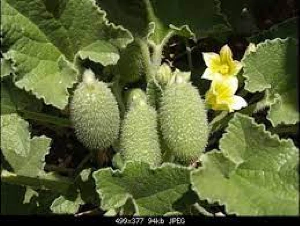 Vai trakajo gurķi var lietot uzturā?