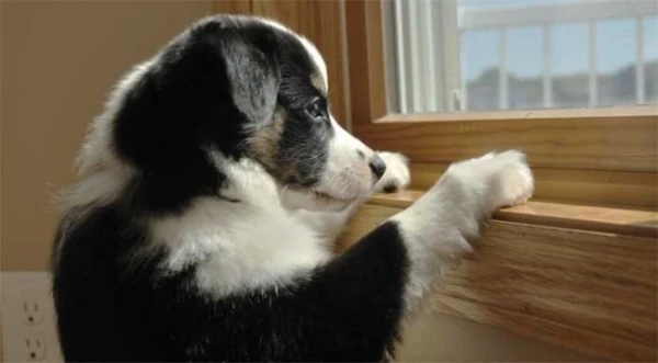 Vai suņiem drīkst ēst sniegu: veterinārārstu viedoklis