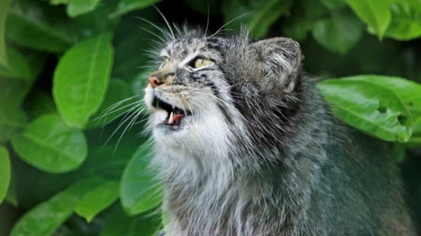 Veterinārārsts norādīja, kā saprast kaķa murrāšanu
