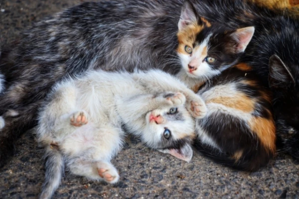 Kāpēc kaķēni vienā metienā nav līdzīgi viens otram?