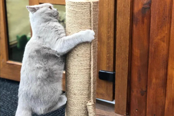 Alkohols mājdzīvniekiem: veterinārārstes viedoklis