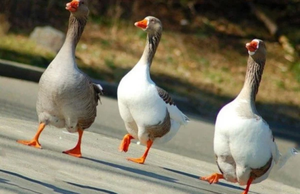 Vai patiešām zosis pārspēj suņus māju apsardzē?