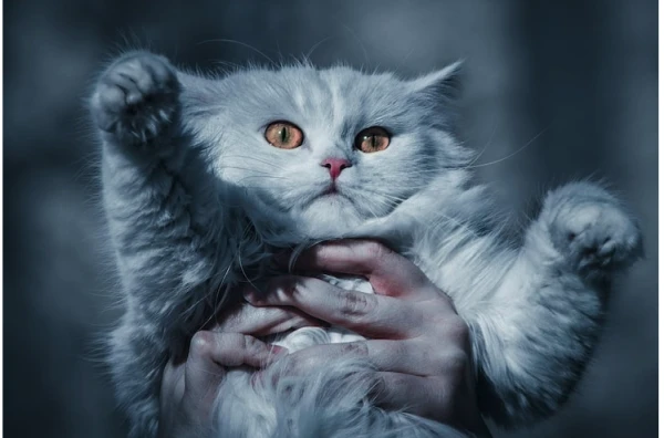 Kautrīga meitene uzņēma 120 kaķus dzīvoklī