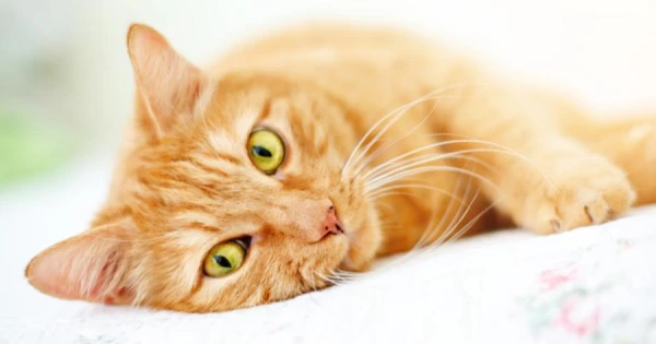 Kā kaķi apgūst suņu spēles un nosaka savus noteikumus saimniekiem