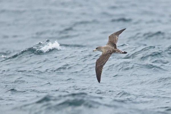 Vai putni guļ lidojuma laikā?