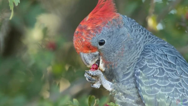 Kakadu mērcē pārtiku ūdenī tāpat kā cilvēki
