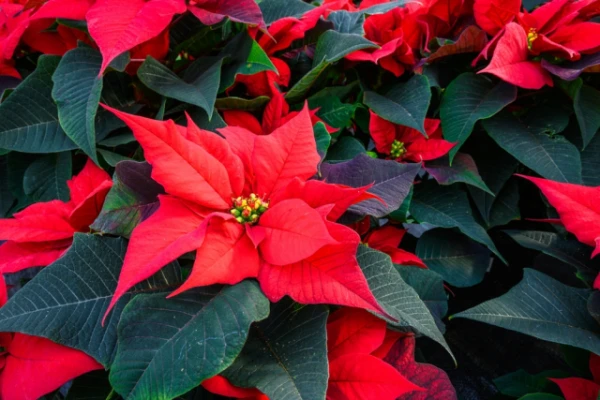 Poinsetija: no kurienes cēlies šis augs un kā par to rūpēties