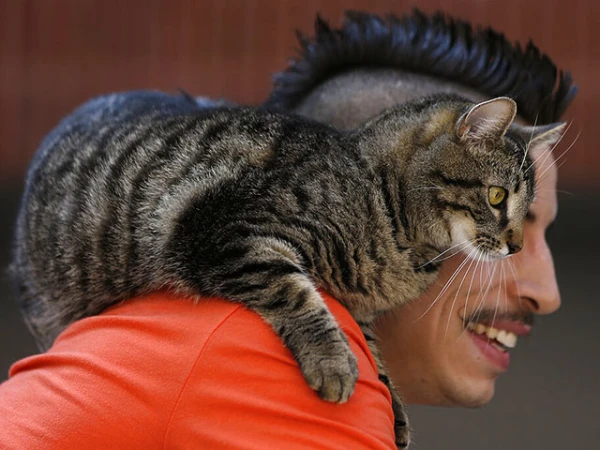 Пушистые собратья наши меньшие.