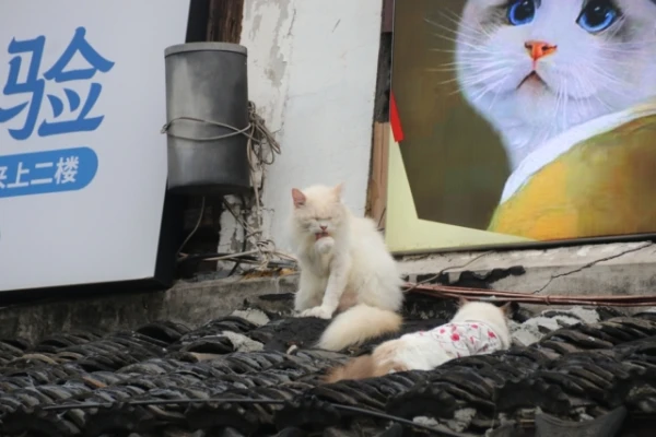 Ķīnieši dzīvoja ar kaķiem tūkstošiem gadu — bet tie nebija mājas mīluļi