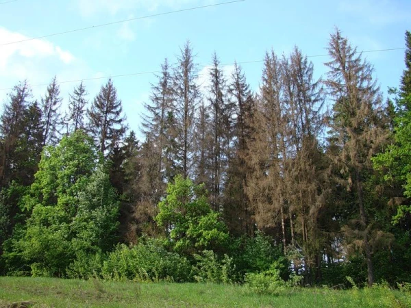 Ekologs, aicinājis stādīt triljonu koku, mainījis nostāju