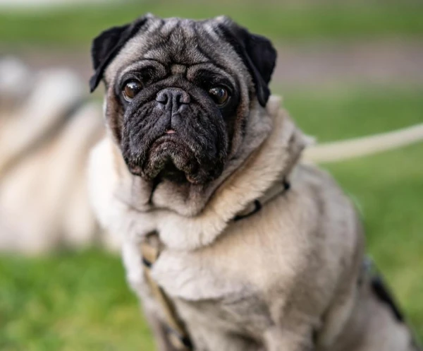 Cik ilgi suns var izdzīvot bez ēdiena un ūdens