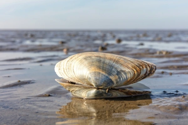 Senākais dzīvnieks uz Zemes gāja bojā muļķīgas nejaušības dēļ