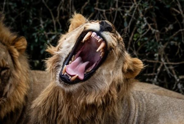 Kādi plēsēji mērķtiecīgi medī cilvēkus?