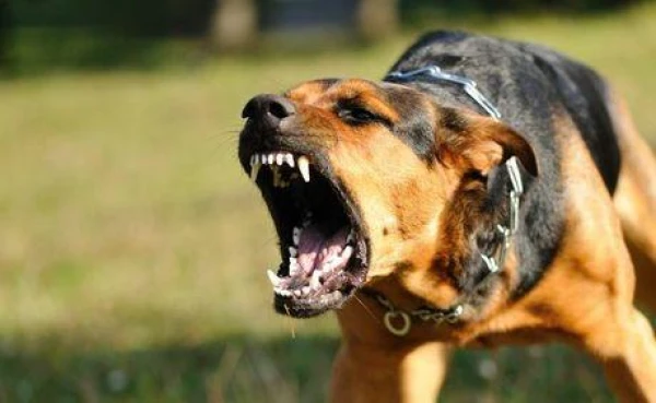 Kāpēc suņiem nepatīk daži cilvēki?