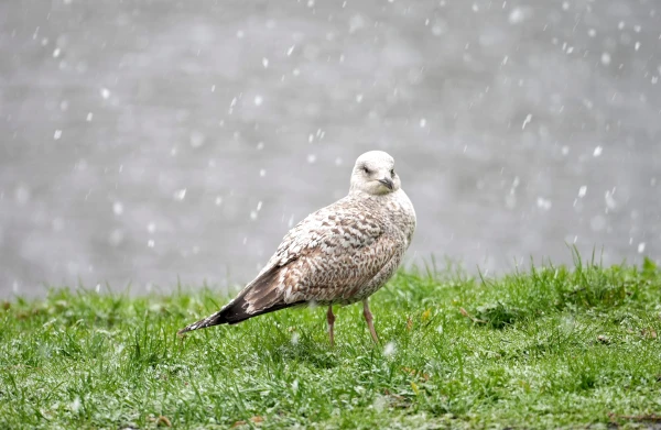 Skandināvijā pastiprinās anticiklons; tas ietekmēs Latviju