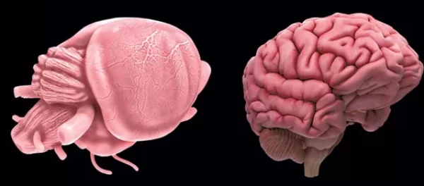 Даже по форме мозг грызунов близок человеческому.