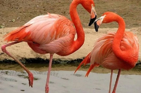 Spilgtas spalvas: flamingo rozā krāsas cēloņi