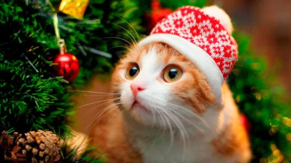 Kaķis kļuvis par NASA palīgu straumēta video pārraidē no dziļā kosmosa (Video)