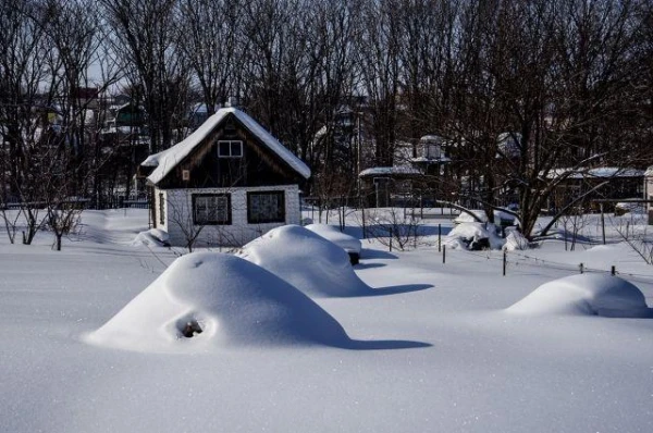 Jo vairāk sniega — jo lielāka raža: padomi dārzniekiem