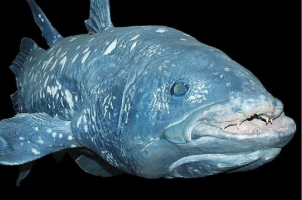 Kura zivs ir visvecākā?