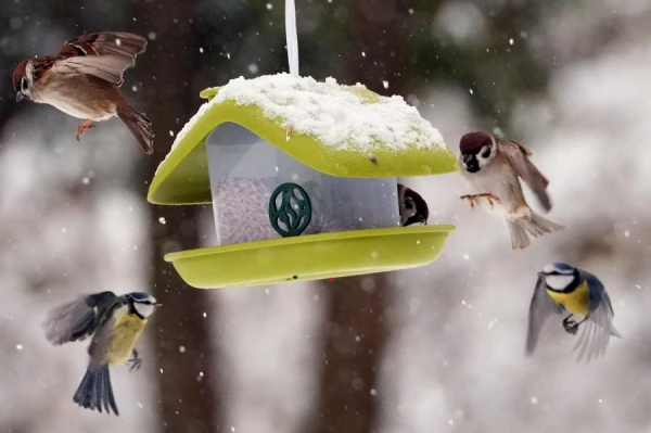 Bīstami produkti putniem: ko nevajadzētu likt barotavā