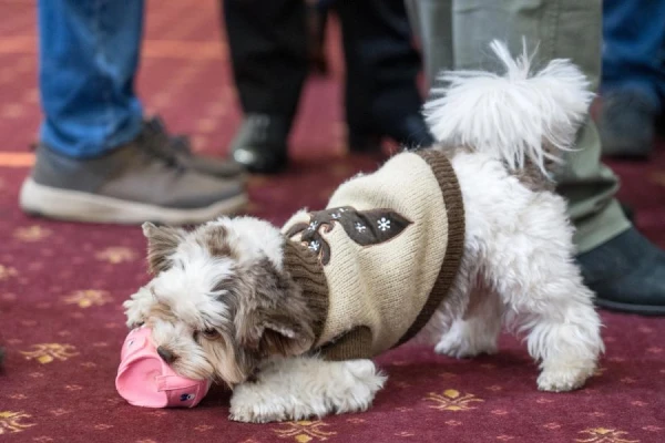 Kāpēc suņi mīl grauzt: pētījums